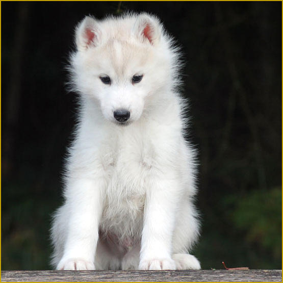 Siberian Husky Nordic Fire