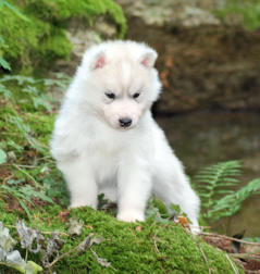 Siberian Husky Nordic Fire