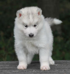 Siberian Husky Nordic Fire