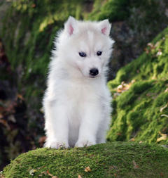 Siberian Husky Nordic Fire