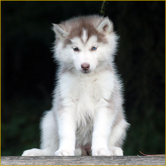 Siberian Husky Nordic Fire