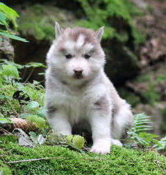 Siberian Husky Nordic Fire