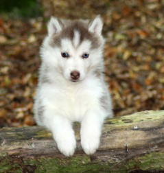 Siberian Husky Nordic Fire