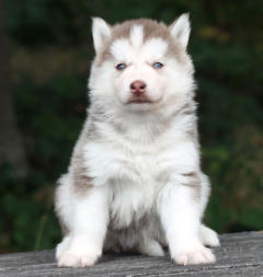 Siberian Husky Nordic Fire