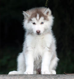 Siberian Husky Nordic Fire