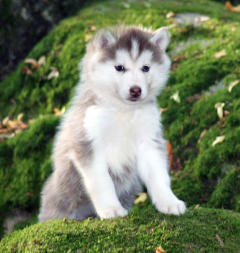 Siberian Husky Nordic Fire