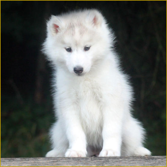 Siberian Husky Nordic Fire