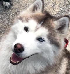 Siberian Husky Nordic Fire