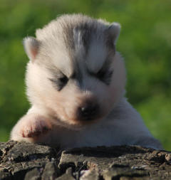 Siberian Husky Nordic Fire