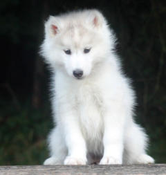 Siberian Husky Nordic Fire