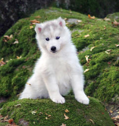 Siberian Husky Nordic Fire