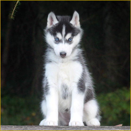 Siberian Husky Nordic Fire