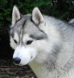 Siberian Husky Nordic Fire