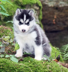 Siberian Husky Nordic Fire