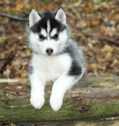 Siberian Husky Nordic Fire