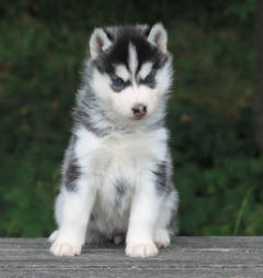 Siberian Husky Nordic Fire