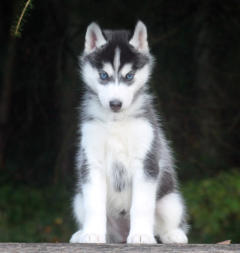 Siberian Husky Nordic Fire