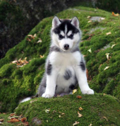 Siberian Husky Nordic Fire