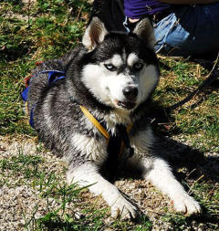 Siberian Husky Nordic Fire