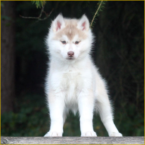 Siberian Husky Nordic Fire