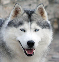 Siberian Husky Nordic Fire