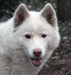 Siberian Husky Nordic Fire