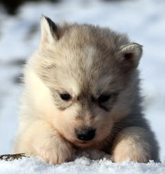 Siberian Husky Nordic Fire