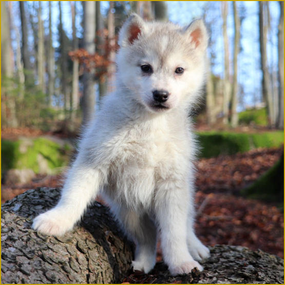 Siberian Husky Nordic Fire