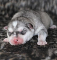 Siberian Husky Nordic Fire