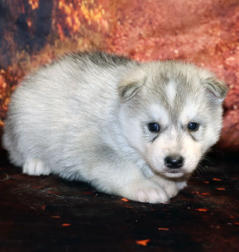 Siberian Husky Nordic Fire