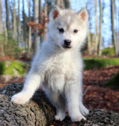 Siberian Husky Nordic Fire