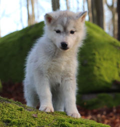 Siberian Husky Nordic Fire