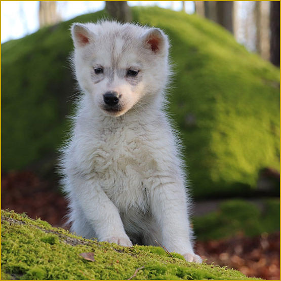 Siberian Husky Nordic Fire