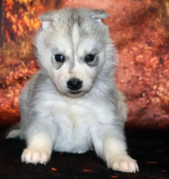 Siberian Husky Nordic Fire