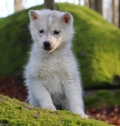 Siberian Husky Nordic Fire