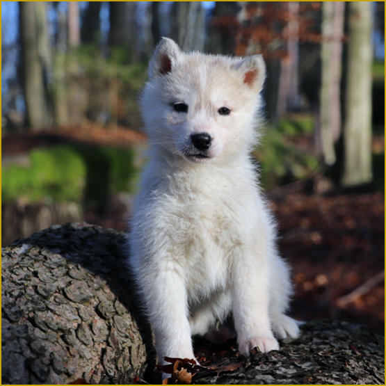 Siberian Husky Nordic Fire