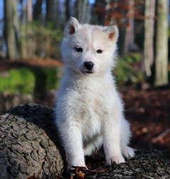 Siberian Husky Nordic Fire