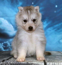 Siberian Husky Nordic Fire