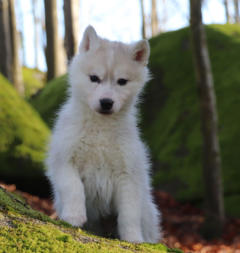 Siberian Husky Nordic Fire