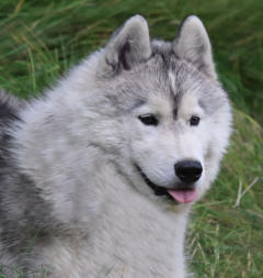 Siberian Husky Nordic Fire