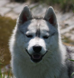 Siberian Husky Nordic Fire