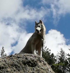 Siberian Husky Nordic Fire