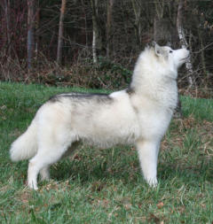 Siberian Husky Nordic Fire