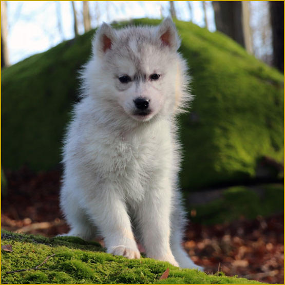 Siberian Husky Nordic Fire