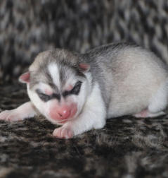 Siberian Husky Nordic Fire