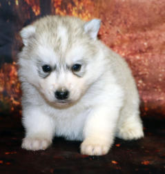 Siberian Husky Nordic Fire