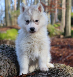 Siberian Husky Nordic Fire