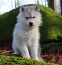 Siberian Husky Nordic Fire