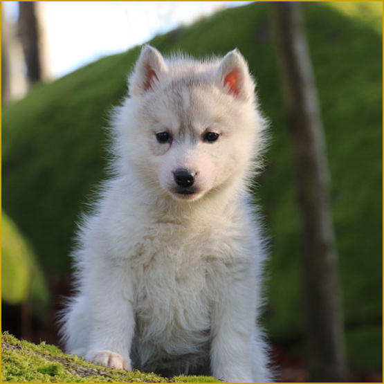 Siberian Husky Nordic Fire