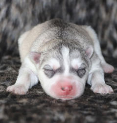 Siberian Husky Nordic Fire